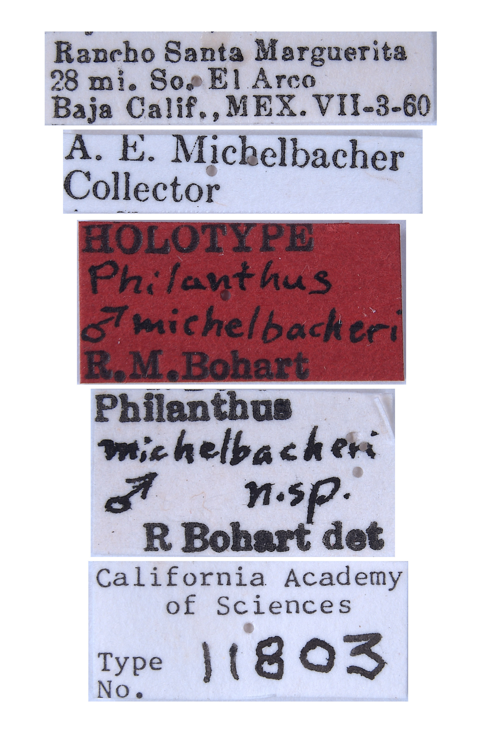 Philanthus michelbacheri image