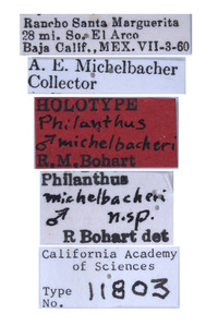 Philanthus michelbacheri image