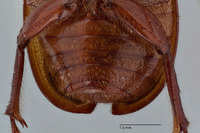 Liogenys ophtalmicus image