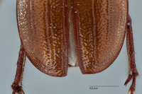 Liogenys ophtalmicus image