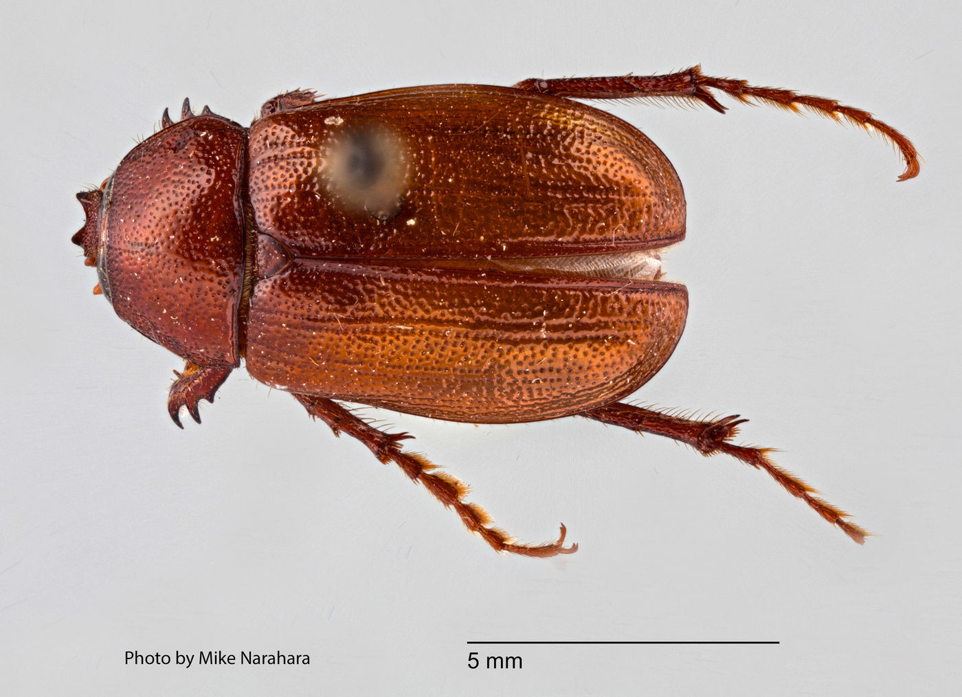 Liogenys ophtalmicus image