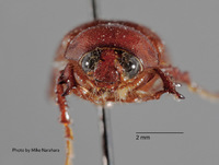 Liogenys ophtalmicus image