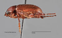 Liogenys ophtalmicus image