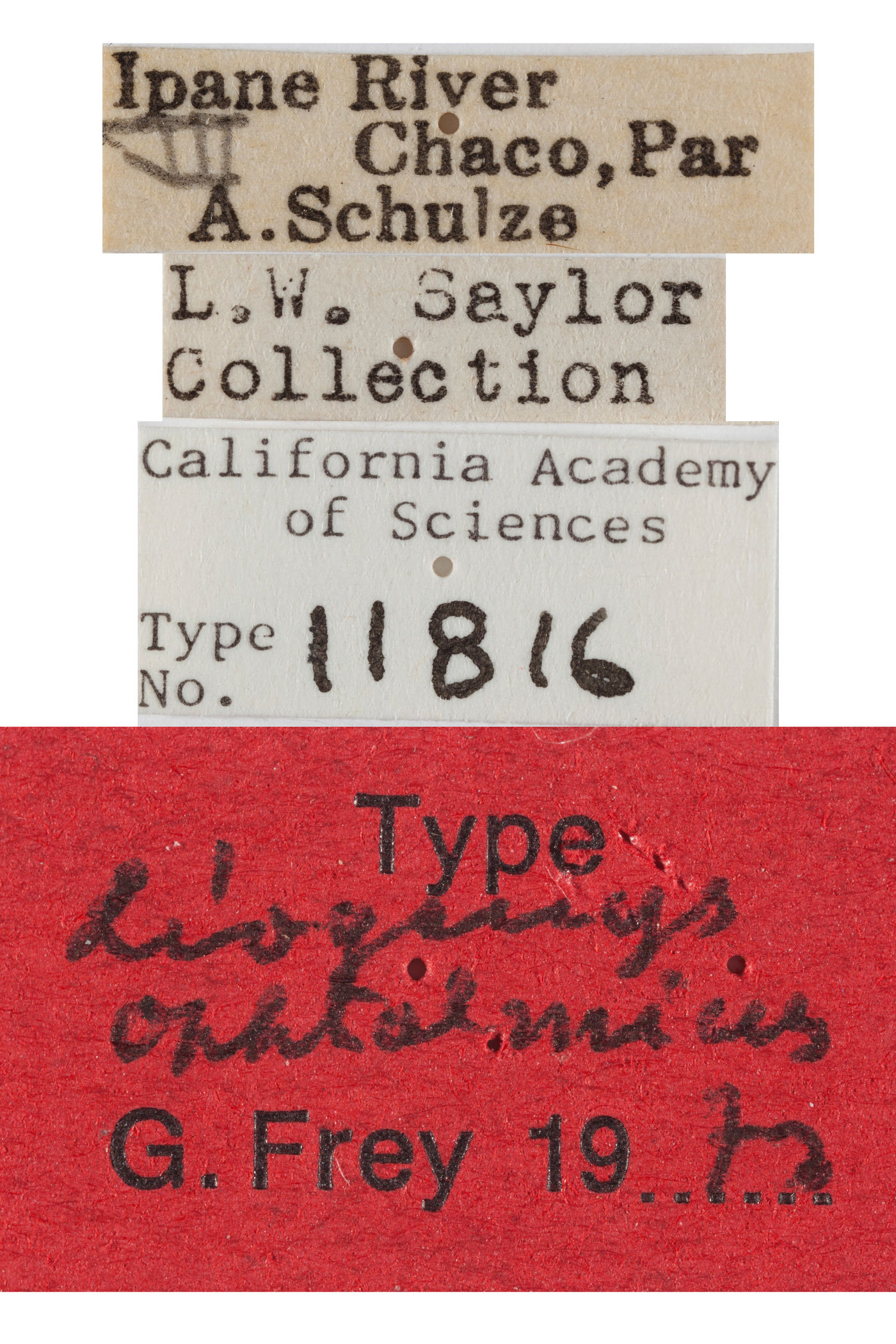 Liogenys ophtalmicus image