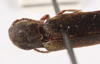 Nematodes gressitti image