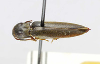 Nematodes gressitti image