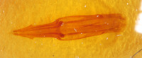 Nematodes gressitti image