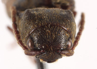 Nematodes gressitti image