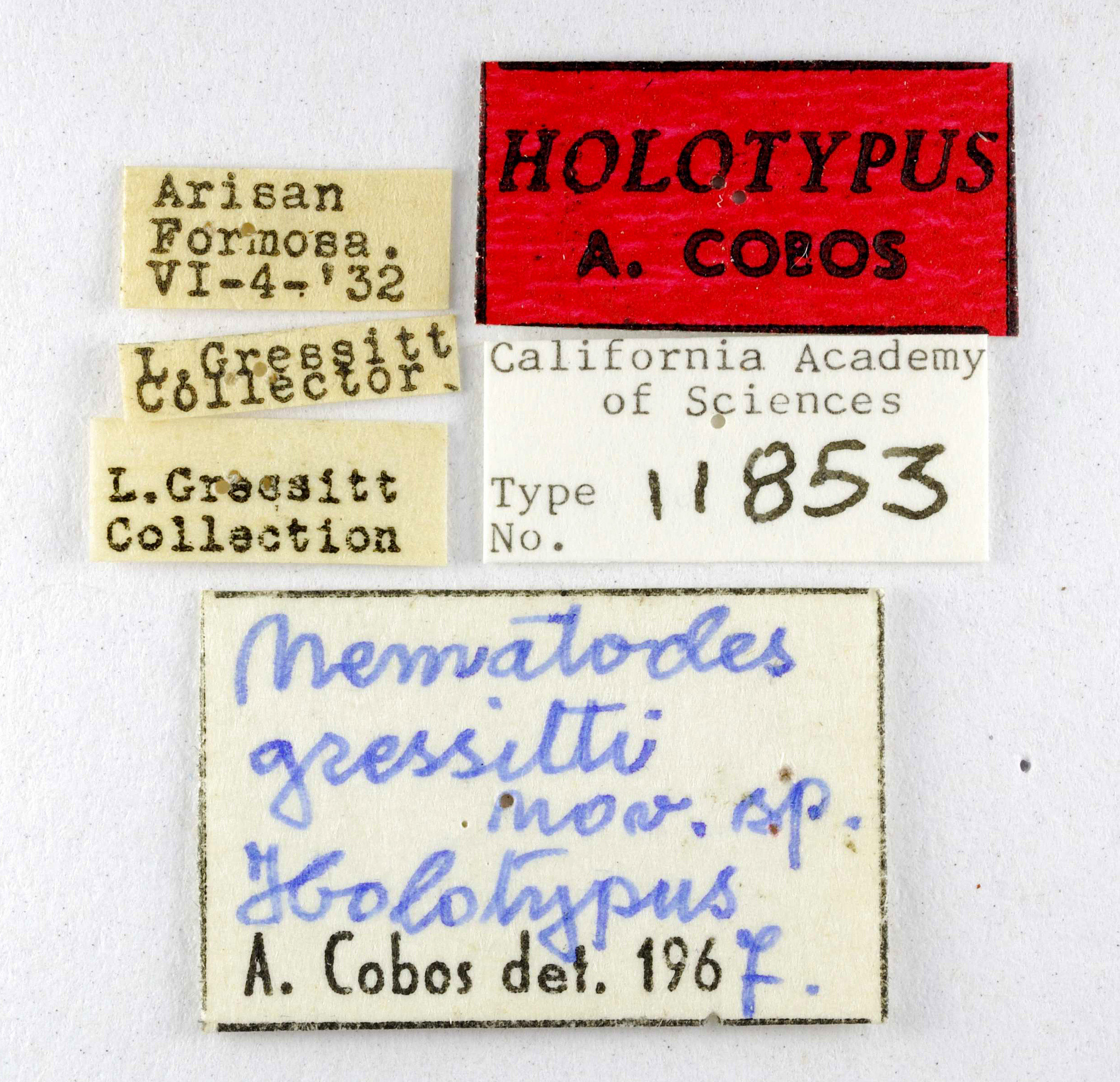 Nematodes gressitti image