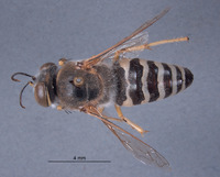 Bembix hokarra image