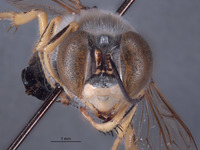 Bembix hokarra image