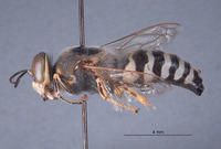 Bembix hokarra image