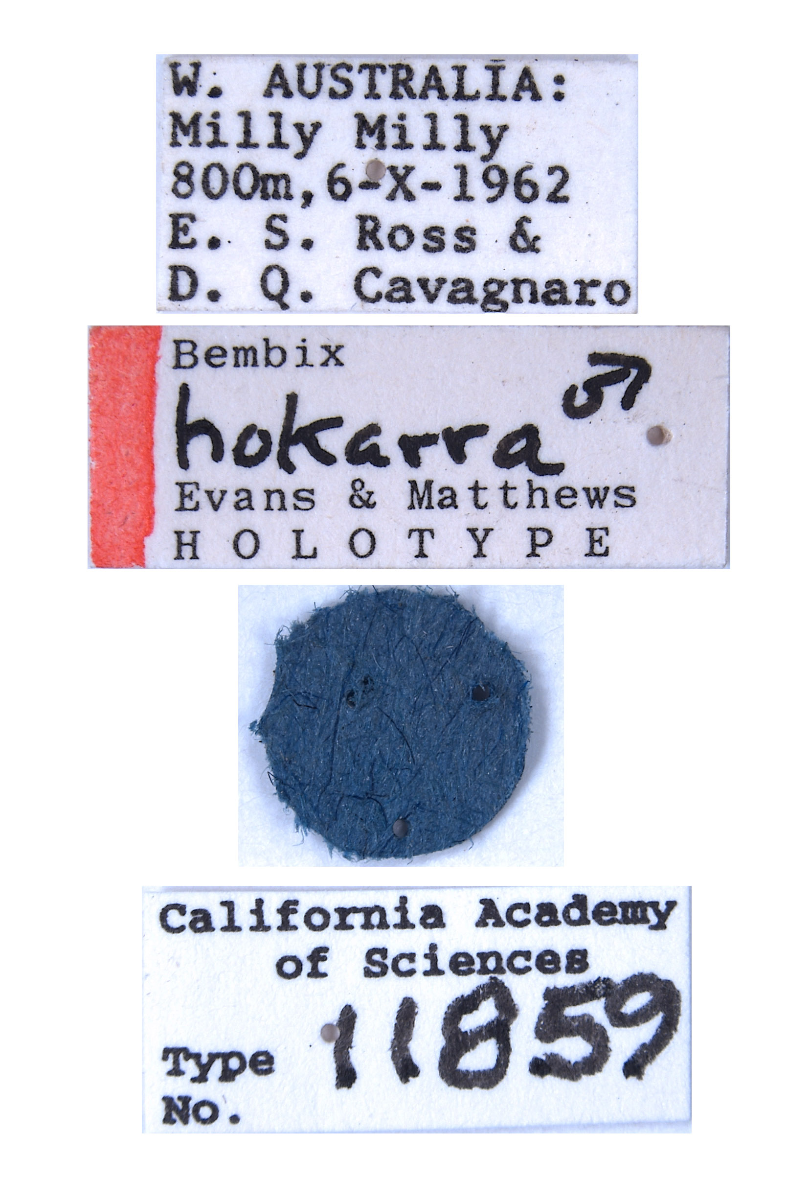 Bembix hokarra image