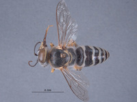 Bembix undeneya image