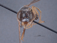 Bembix undeneya image