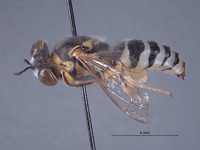 Bembix undeneya image