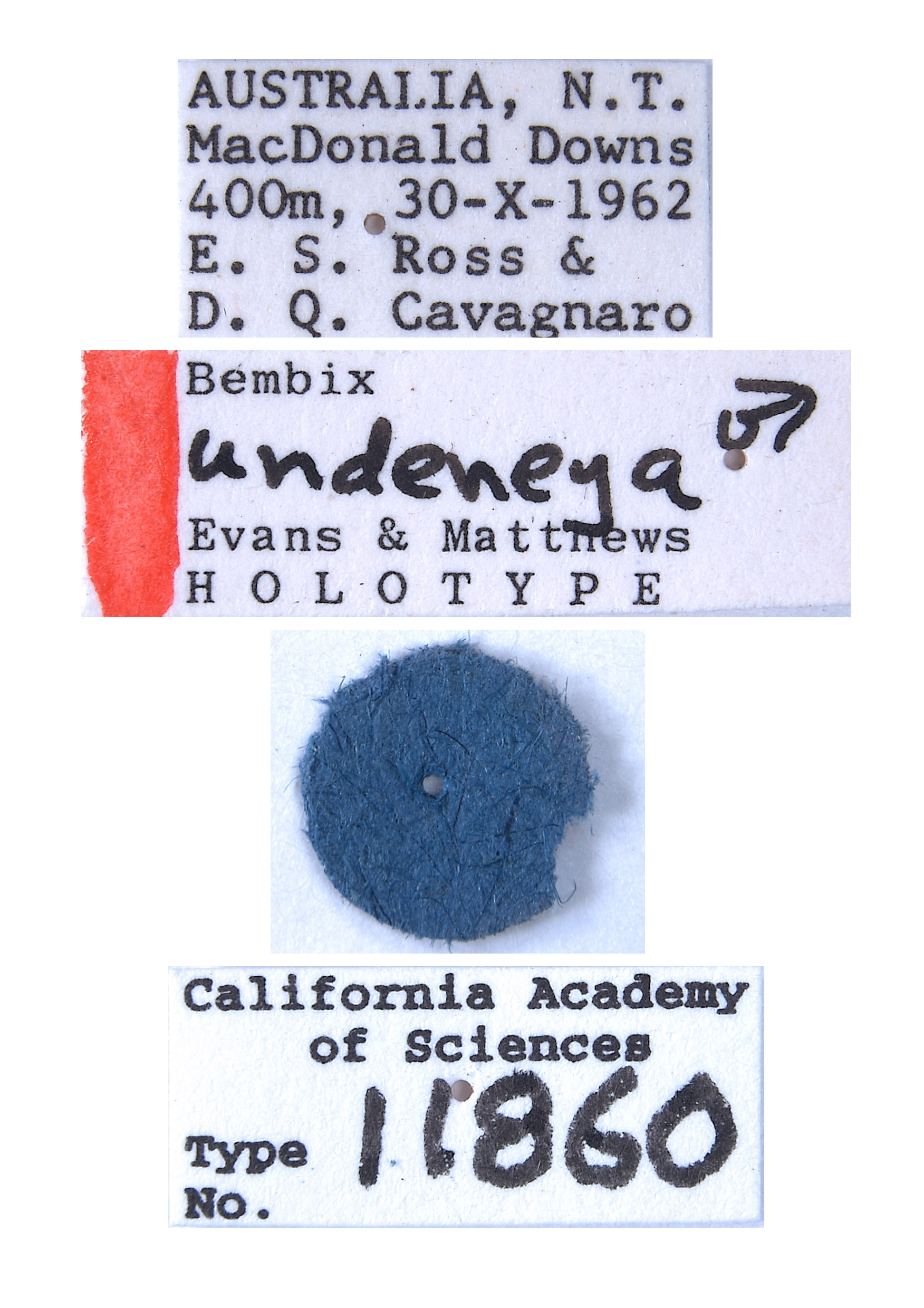 Bembix undeneya image