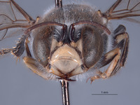 Bembix wollowra image