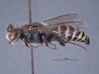 Bembix wollowra image