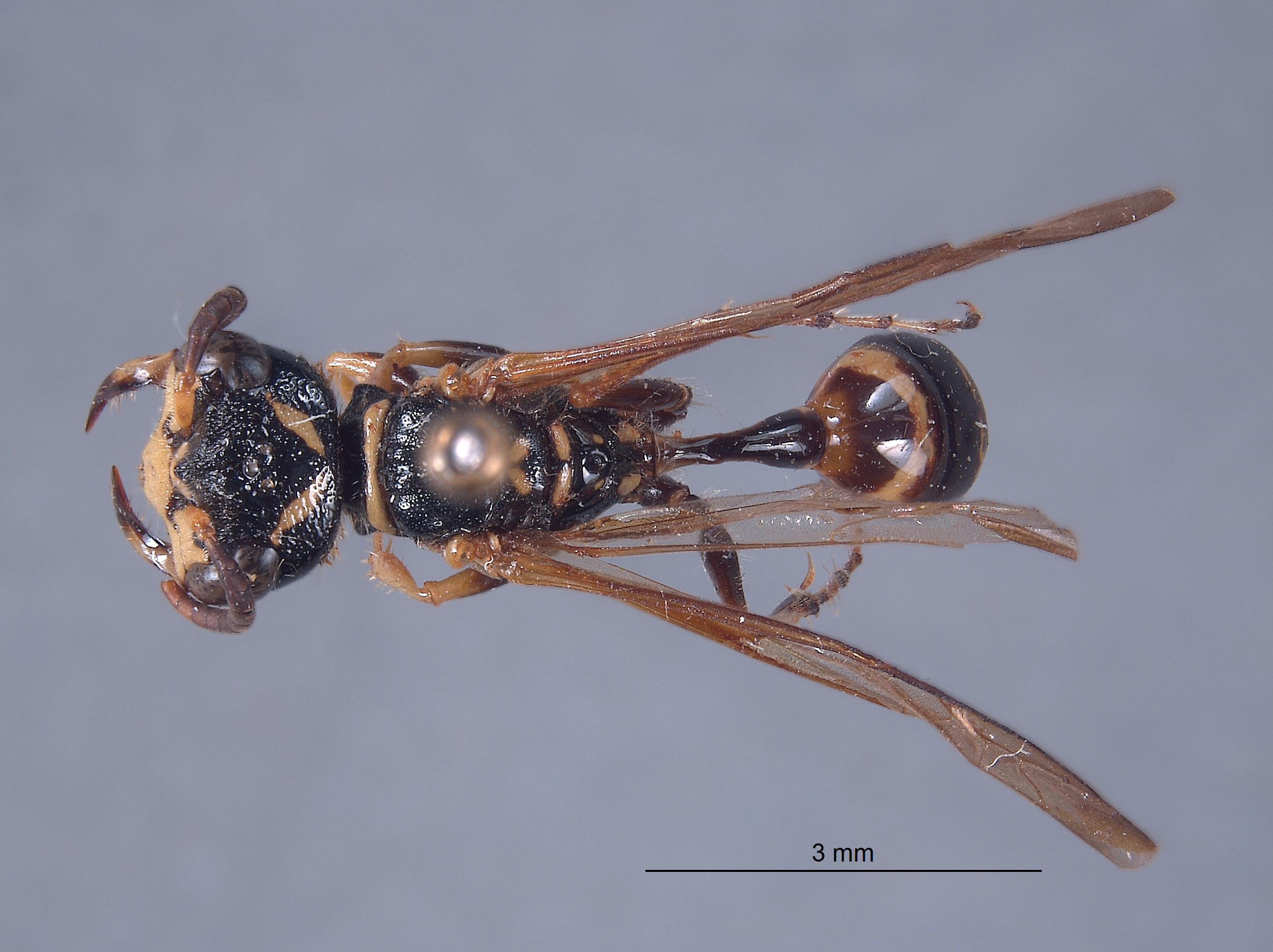 Trachypus caenosus image