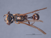 Trachypus caenosus image