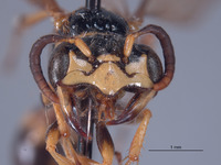 Trachypus caenosus image