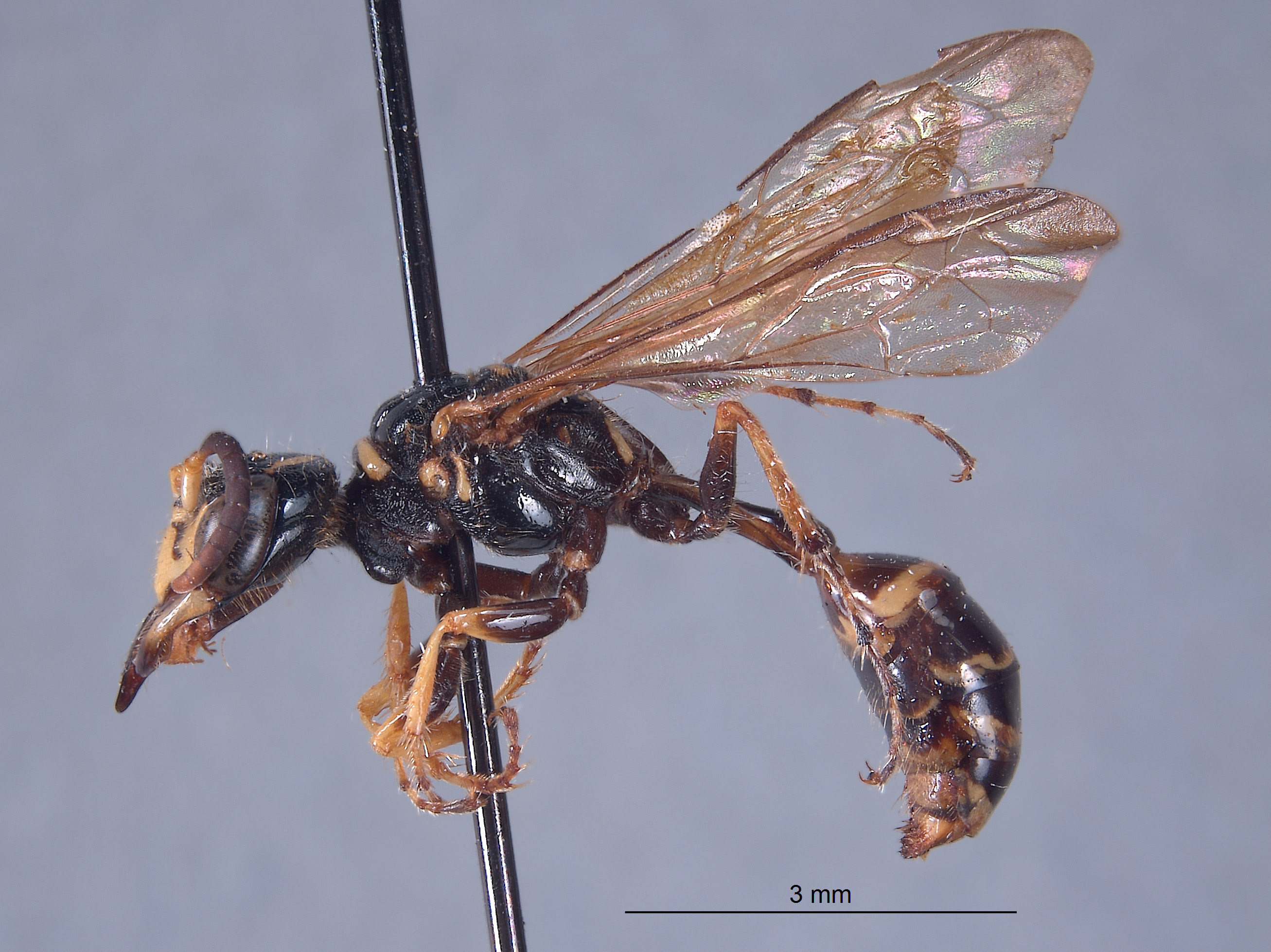 Trachypus caenosus image