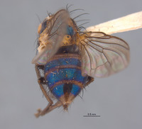 Annaria harlekini image