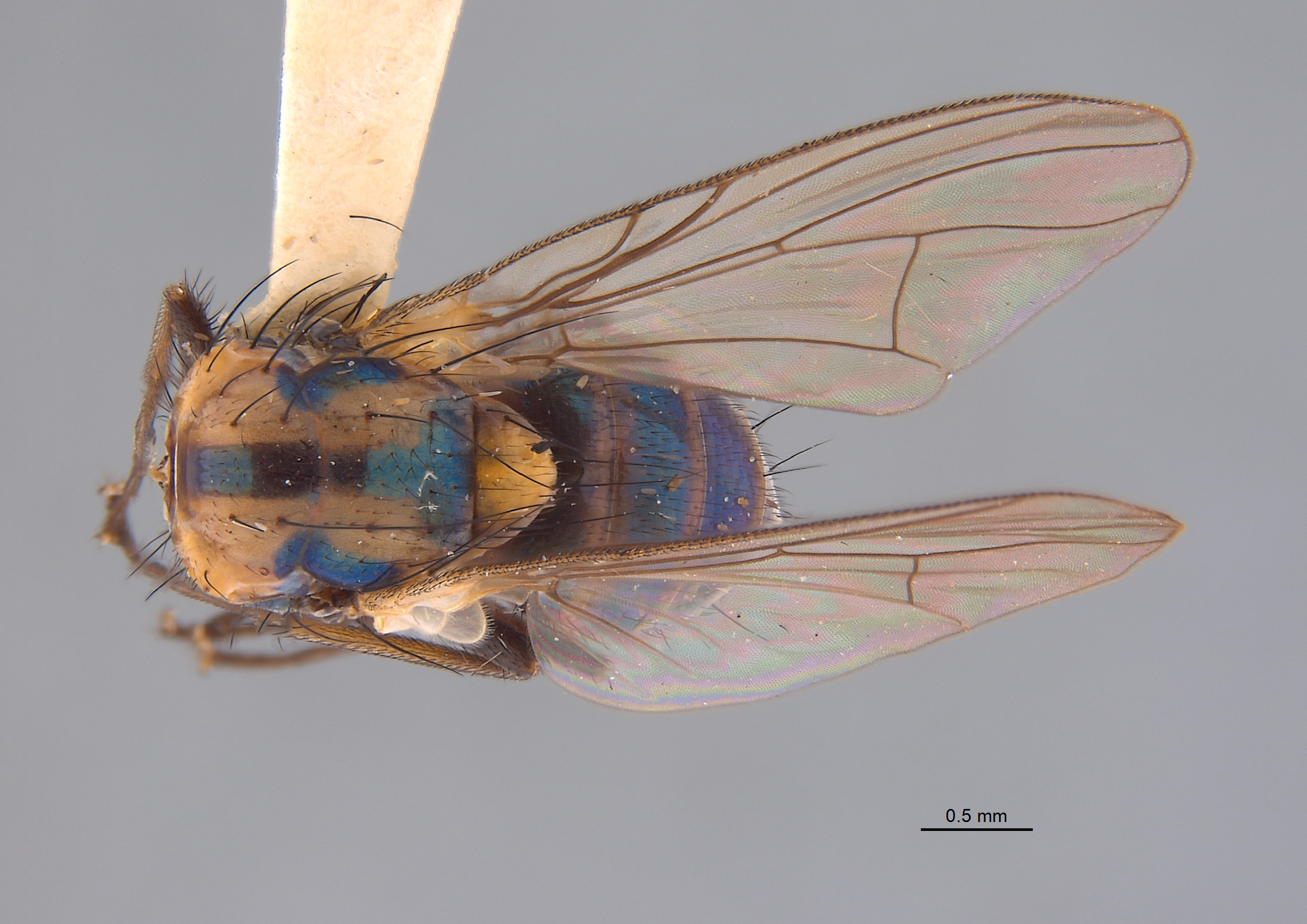 Annaria harlekini image