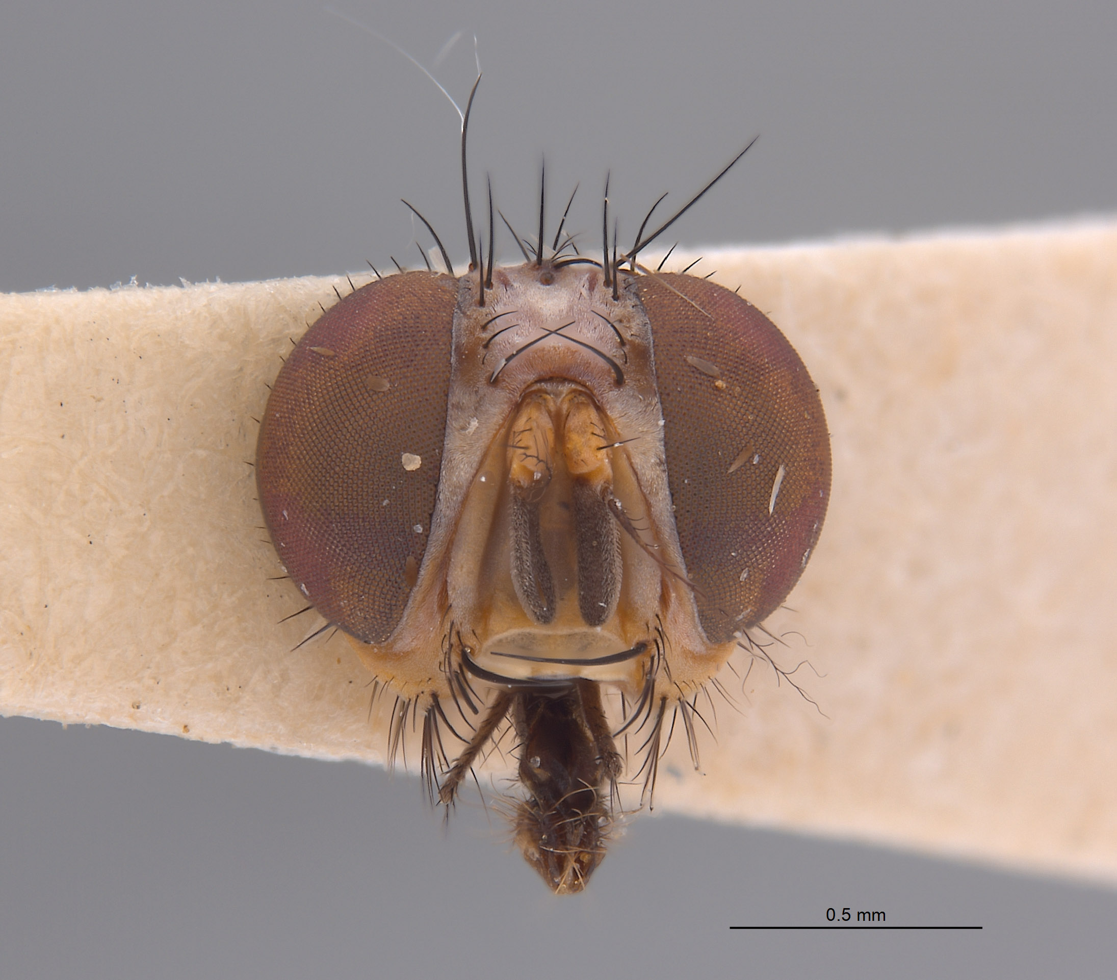 Annaria harlekini image