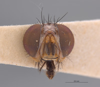 Annaria harlekini image