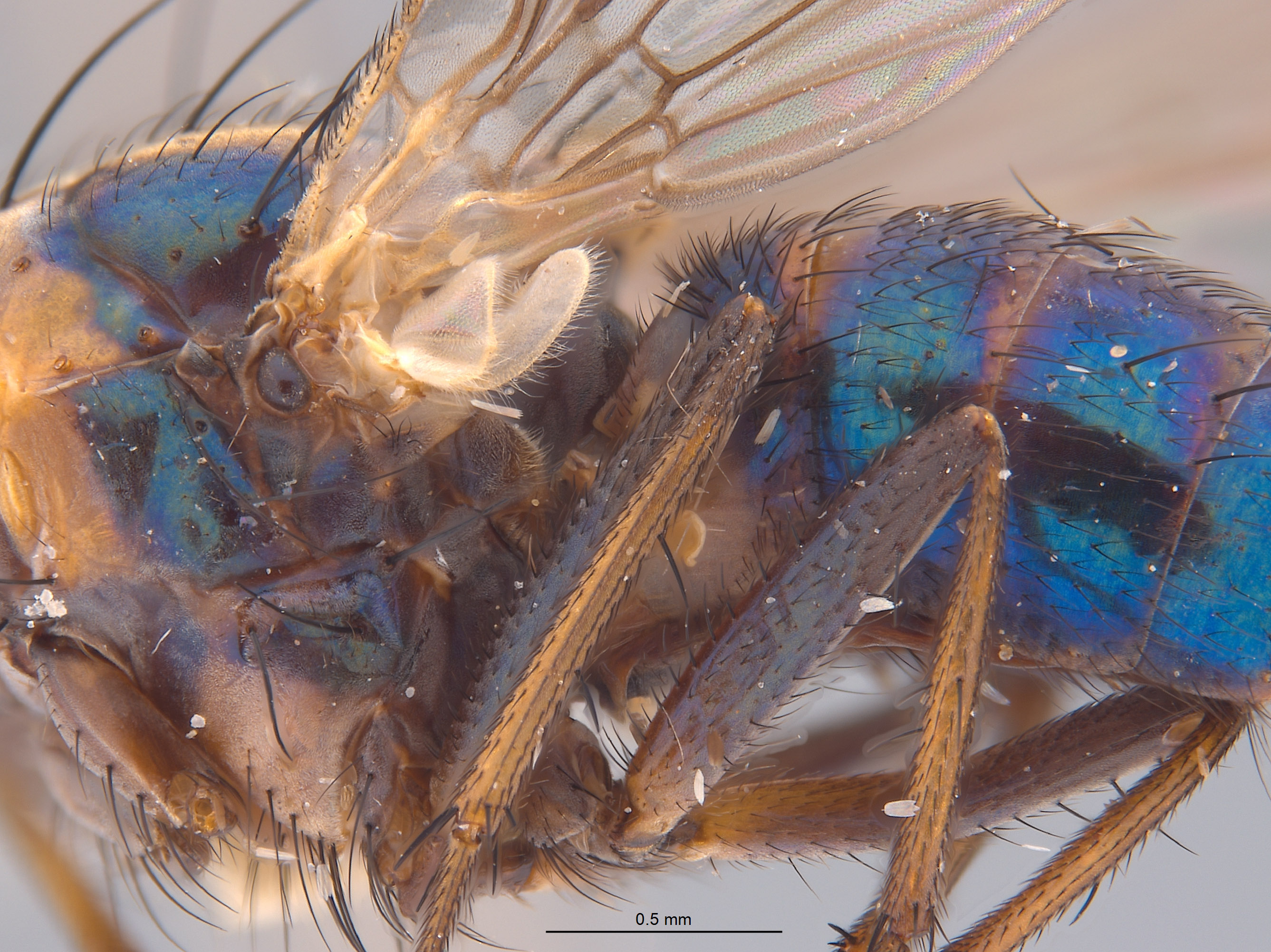 Annaria harlekini image