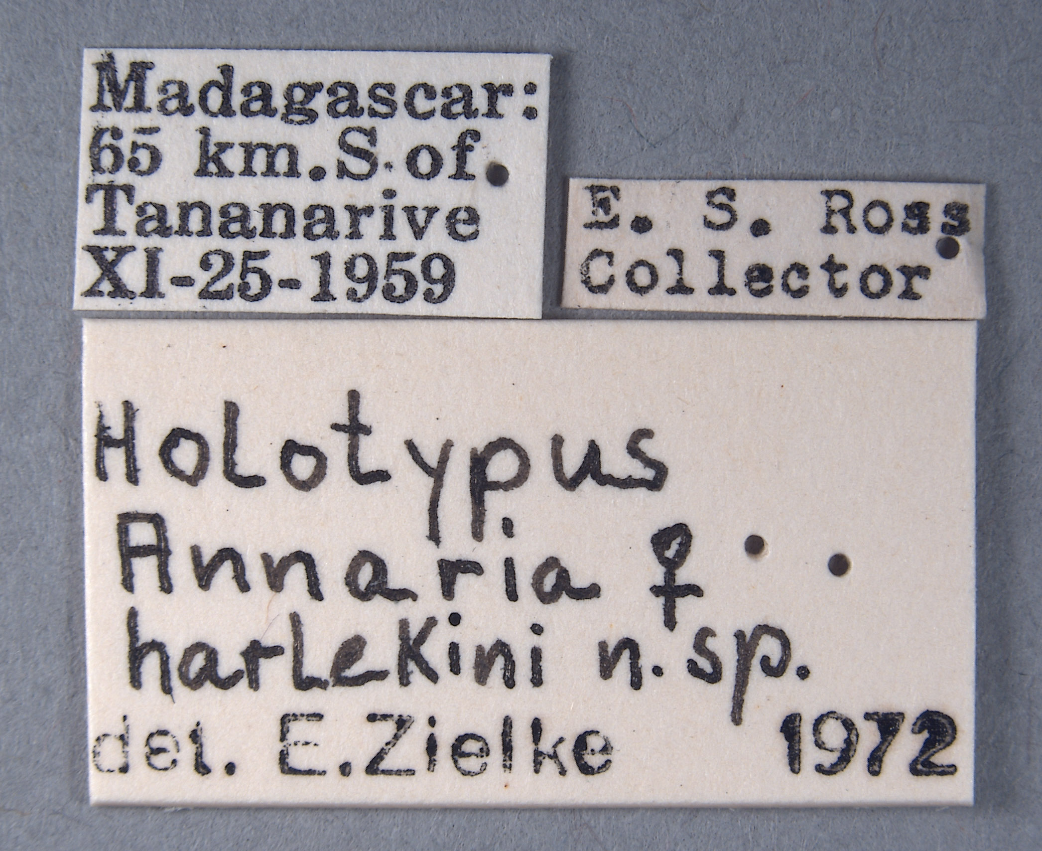 Annaria harlekini image