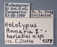 Annaria harlekini image