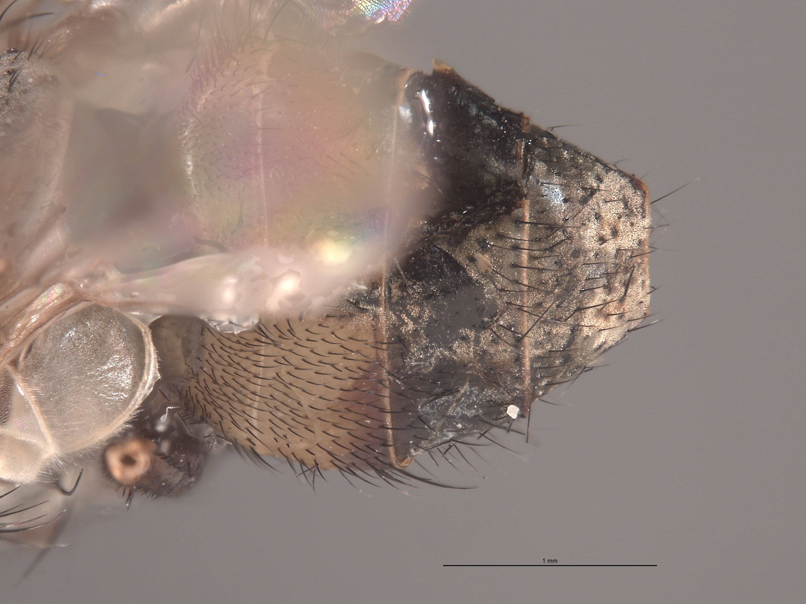 Graphomyia rossi image