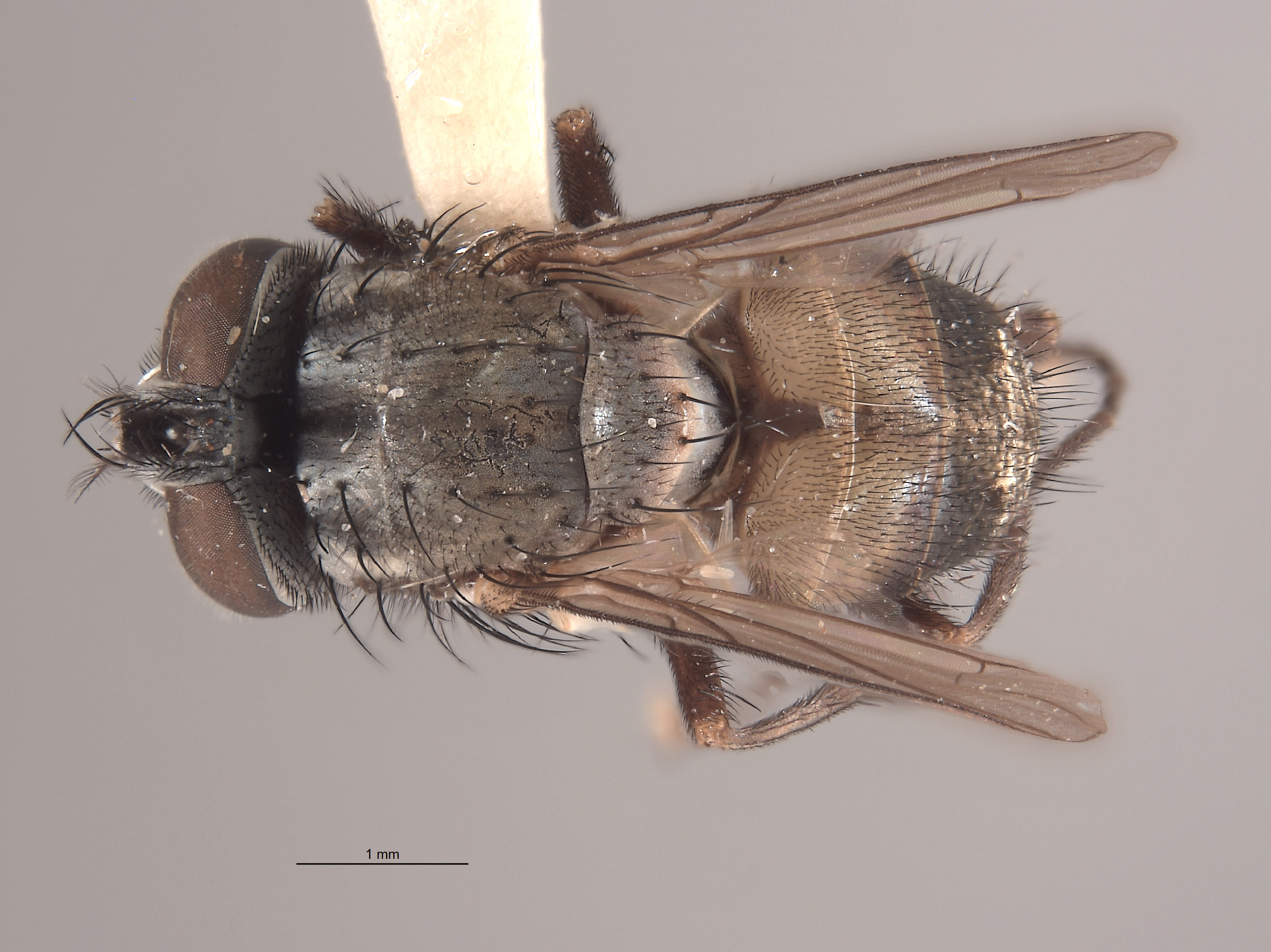 Muscidae image