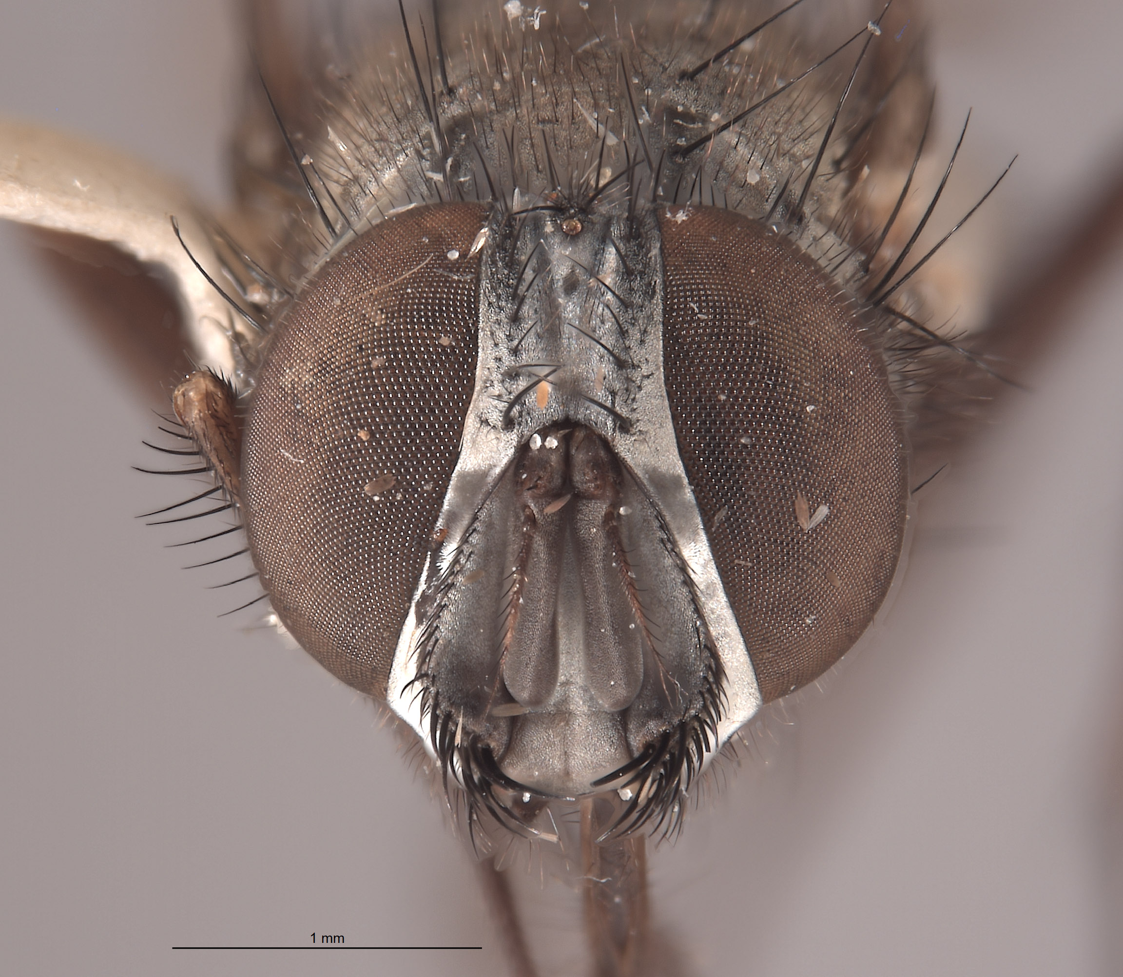 Graphomyia rossi image