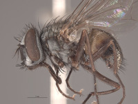 Graphomyia rossi image