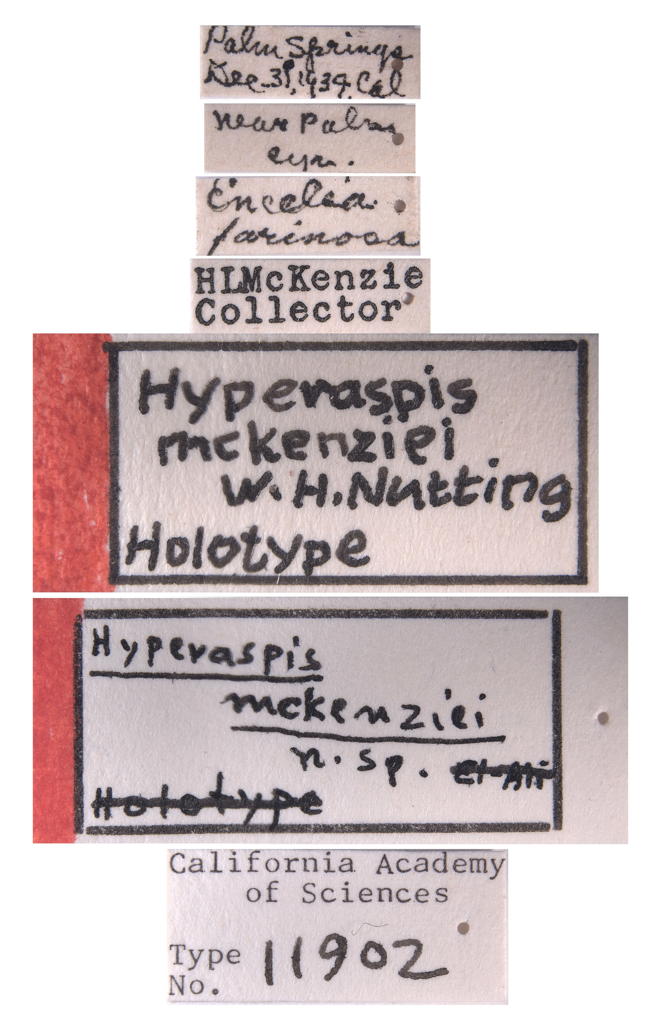 Hyperaspis image