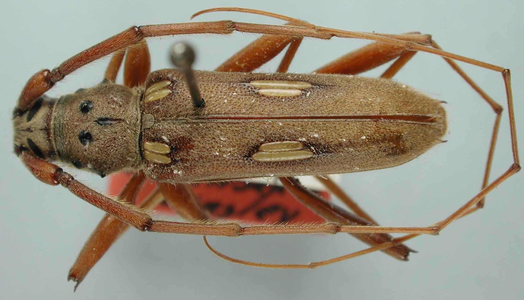 Eburia affluens image