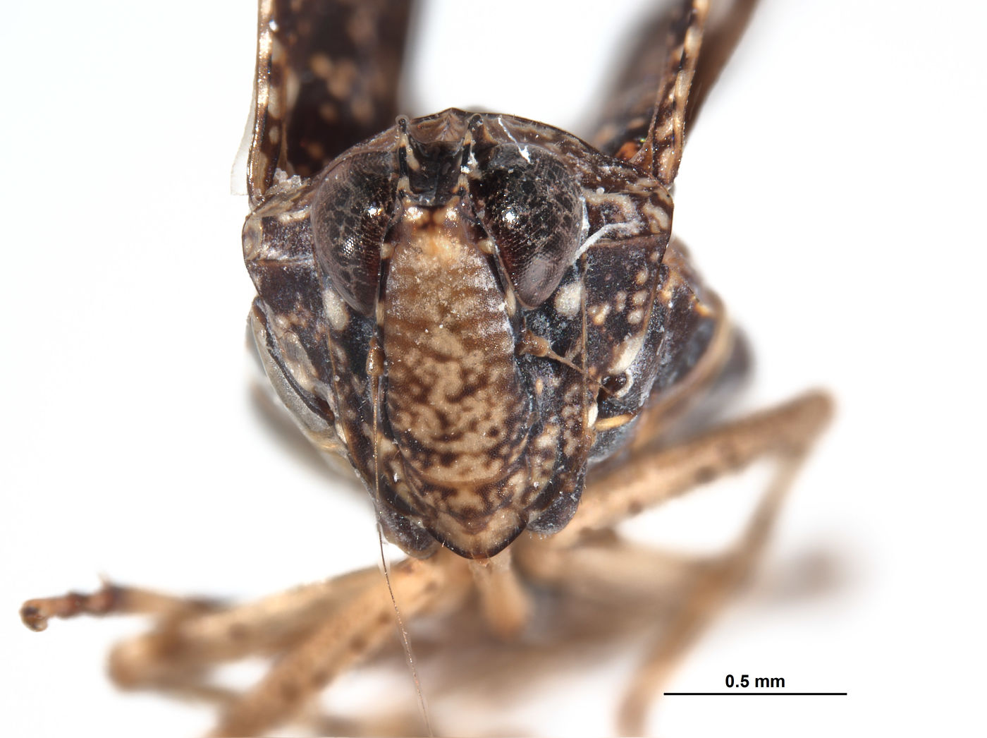 Sandersellus ornatus image