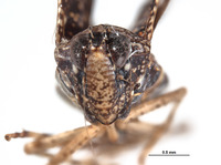 Sandersellus ornatus image