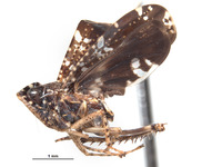 Sandersellus ornatus image