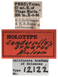 Sandersellus ornatus image