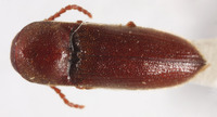 Farsus formosanus image