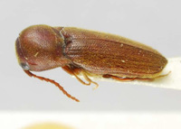 Farsus formosanus image