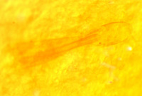 Farsus formosanus image