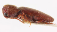 Farsus formosanus image