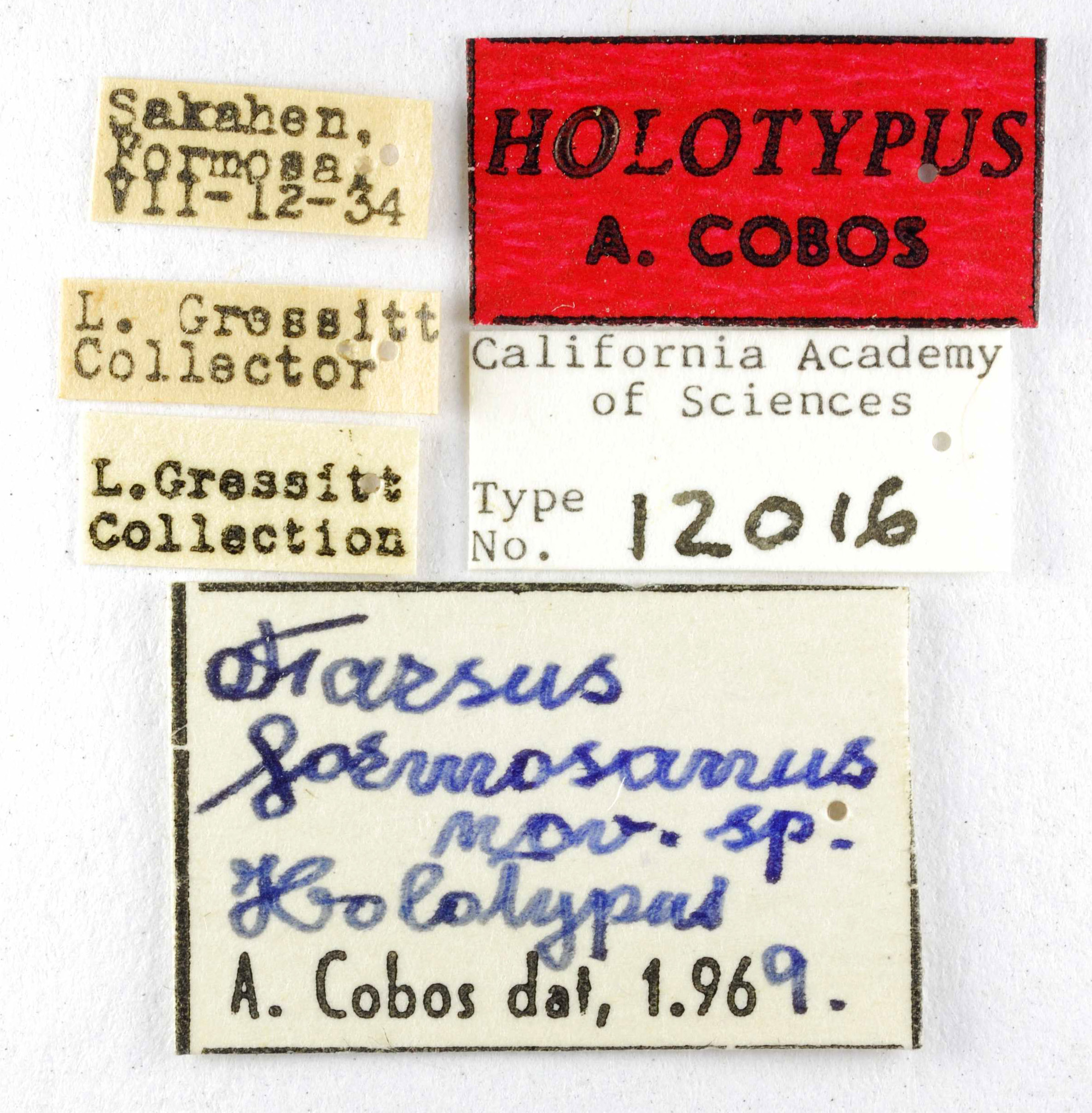 Farsus formosanus image