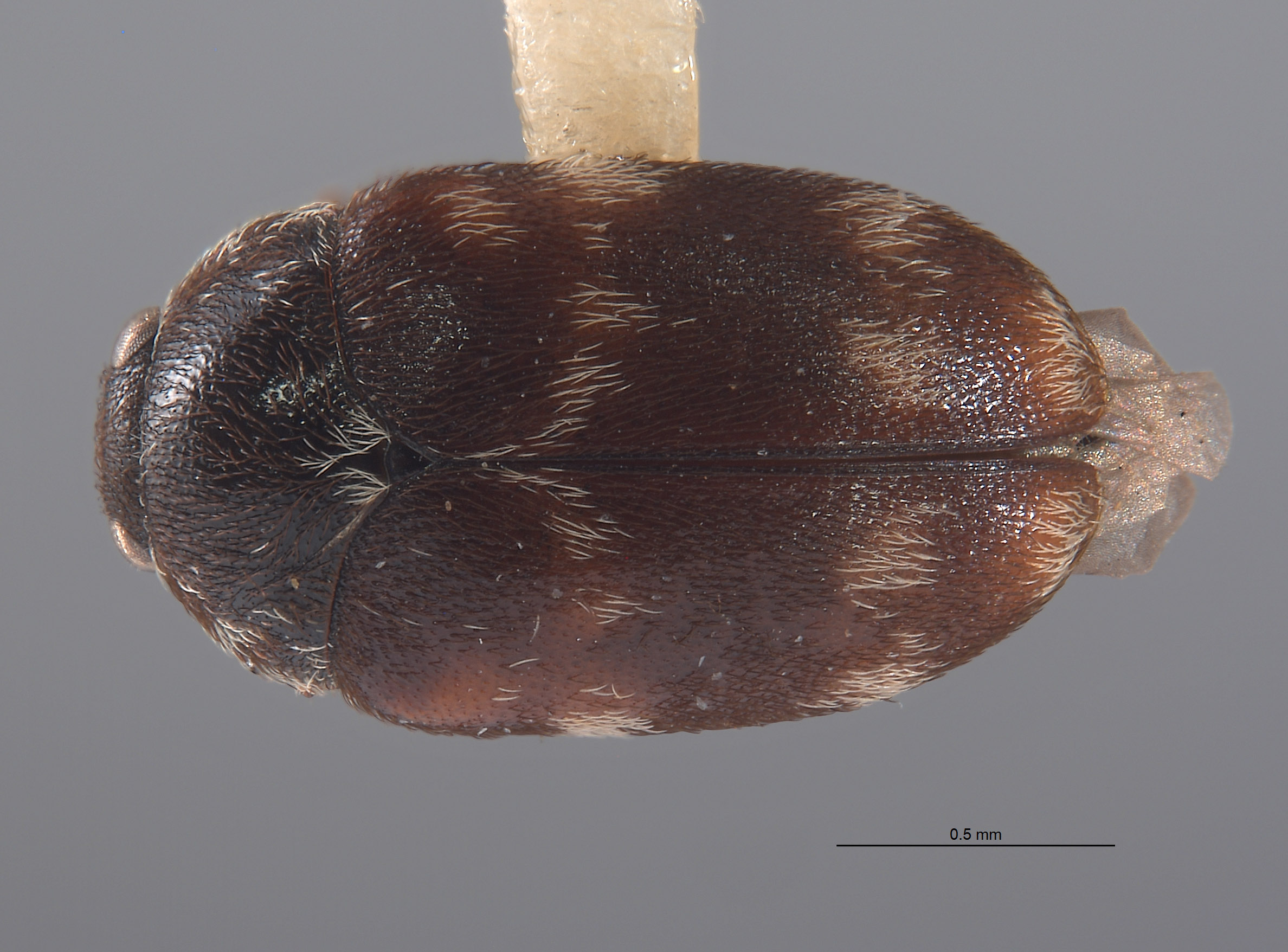 Cryptorhopalum poorei image